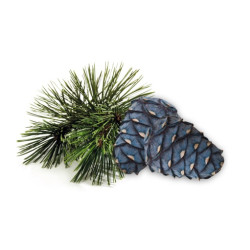 HARVIA Saunaduftkonzentrat Zirbe 1 l  HARVIA Saunaduftkonzentrat Zirbe 1 l