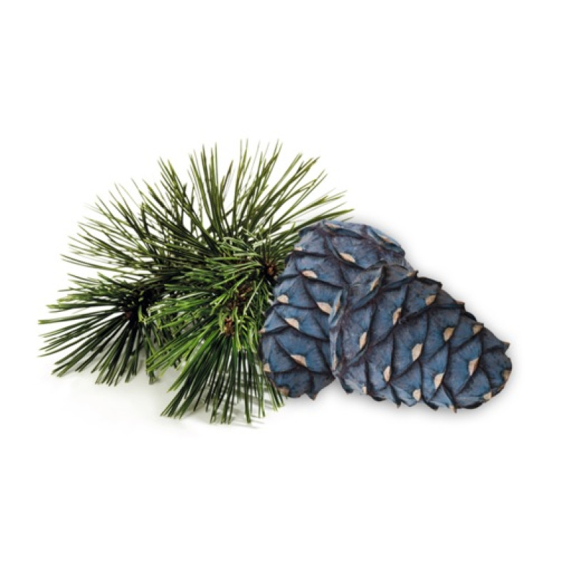 HARVIA Saunaduftkonzentrat Zirbe 1 l