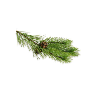 SENTIOTEC Dampfbad Aromaöle, Kiefernnadeln 5 l