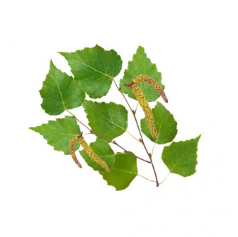 HARVIA Saunaduftkonzentrat, Nordische Birke 1 l
