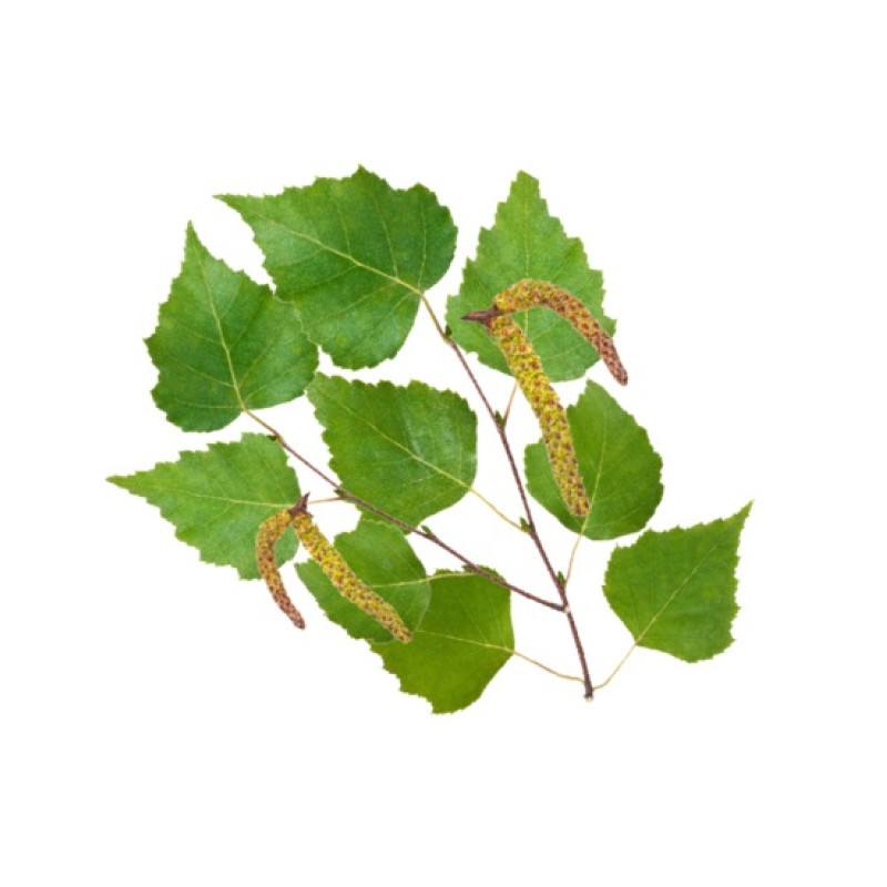 HARVIA Saunaduftkonzentrat, Nordische Birke 1 l