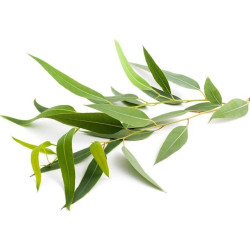 SENTIOTEC Dampfsauna Duftkonzentrat Eukalyptus 5 l